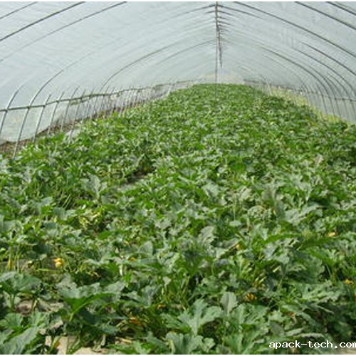 使用蒸汽发生器种植西瓜,西瓜个大瓜又甜 使用蒸汽发生器种植西瓜,西瓜个大瓜又甜